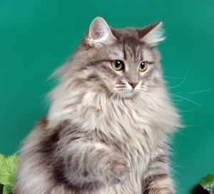Сибирская Маскарадная Кошка Фото