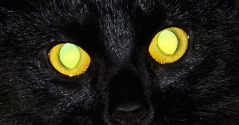 Как Видят Кошки В Темноте Фото