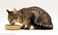 Кто сказал «Няяяям»? Новый взгляд на питание кошки