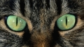 Мир глазами кошек