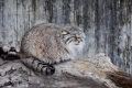 Неукротимые и непредсказуемые. Кошки, которые никогда не станут ласковыми