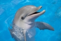 Дельфинотерапия: за и против. Как и что лечат дельфины?