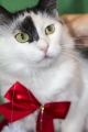 Зоозащитники выпустили новогодний каталог котиков