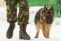 Четвероногие стражники, спасатели, полицейские и солдаты