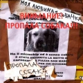 Советы по поиску. Пропала собака