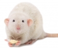 Крысы. 15 удивительных фактов из жизни крыс