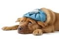 Наличие возбудителей инфекционных заболеваний у собак и кошек